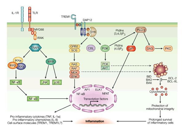 Schematic presentation of the role of TREM1 in inflammatory responses