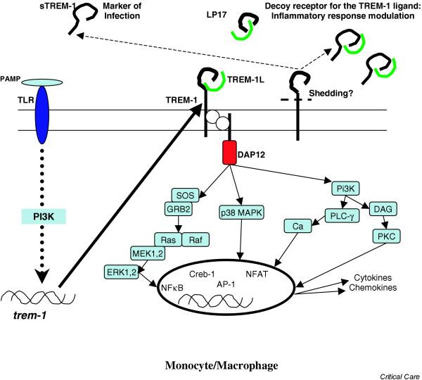 Overview of the role of TREM-1 in sepsis