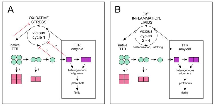 The model of amyloid formation pathways and vicious cycles of TTR.