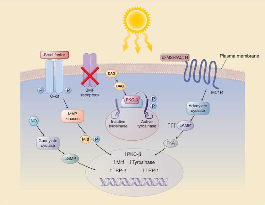 The signaling network of melanogenesis.