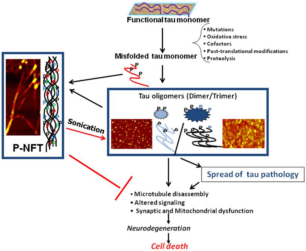 Schematic illustration of the central role of tau oligomers in tauopathies.