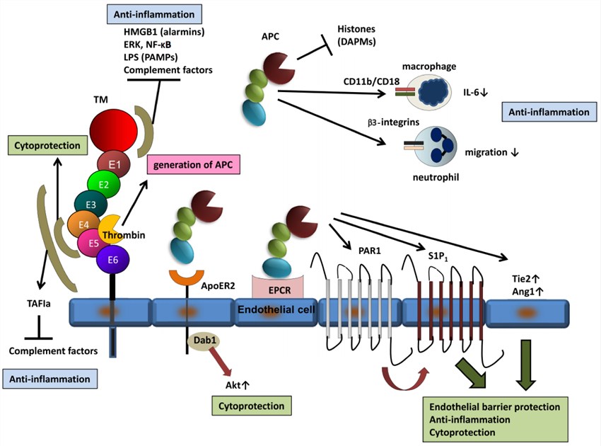 Anti-inflammatory and cytoprotective functions of thrombomodulin.