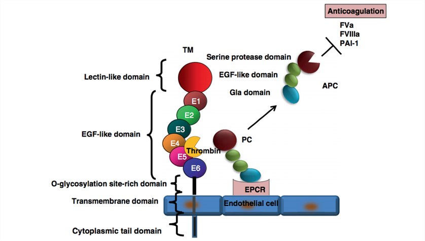 Anticoagulant function of thrombomodulin.