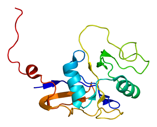 Structure of the Thyroglobulin