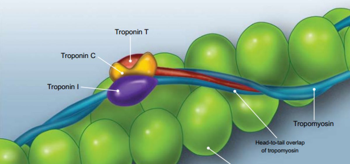 Structure of Troponin.
