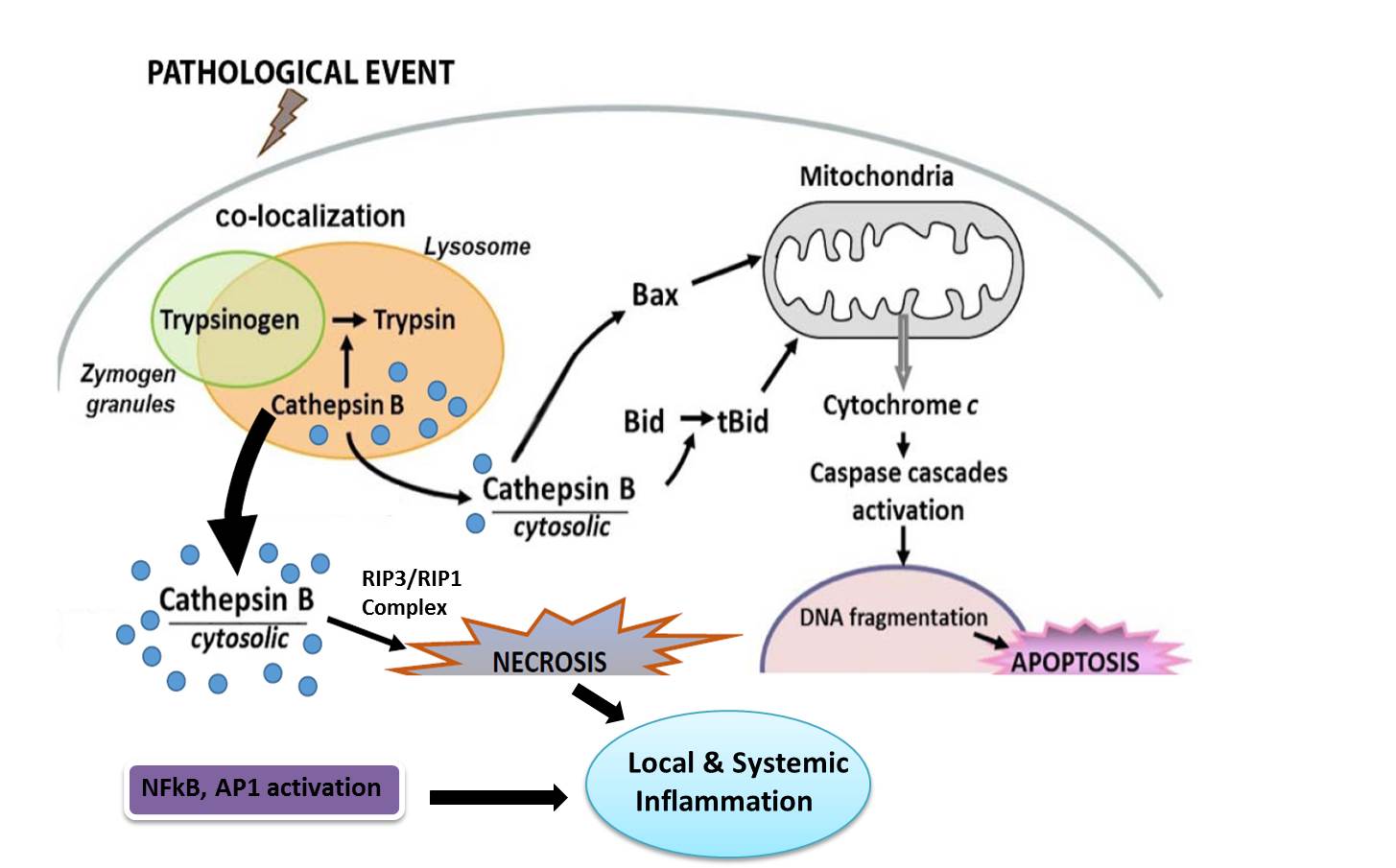 Schematic representation of major pathophysiologic events in pancreatitis.