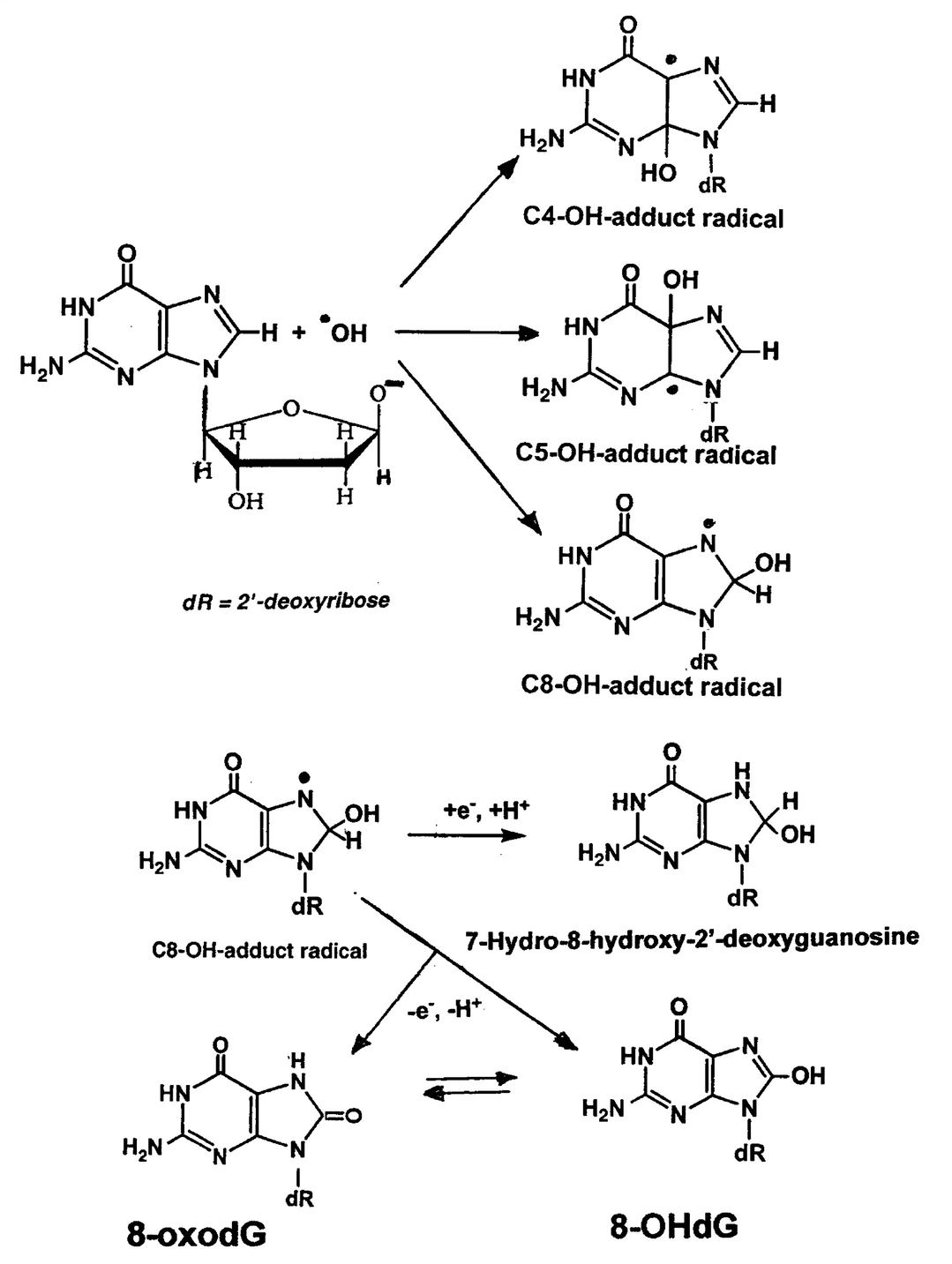 Reaction of 2-deoxyguanosine with hydroxyl radicals, radical adducts followed by reduction to 7-hydro-8-hydroxy-2-deoxyguanosine, and by 8-OHd or its tautomer, 8-oxodG.