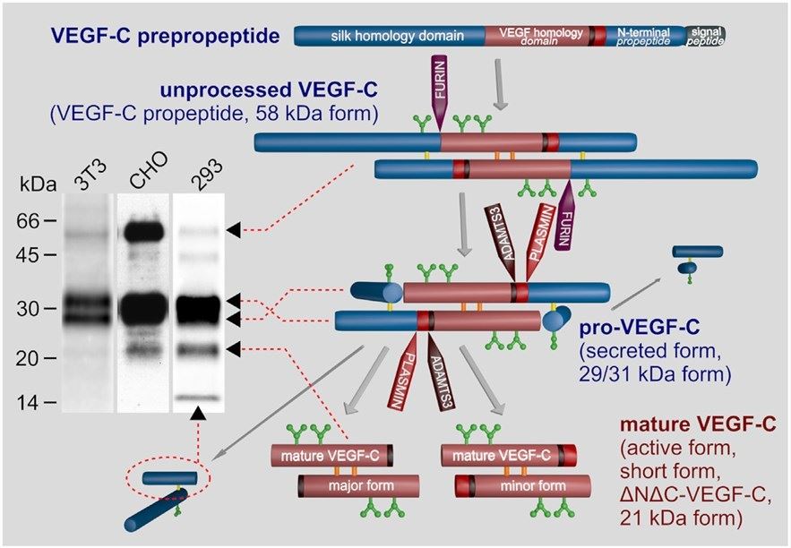 Biosynthesis and activation of VEGF-C.
