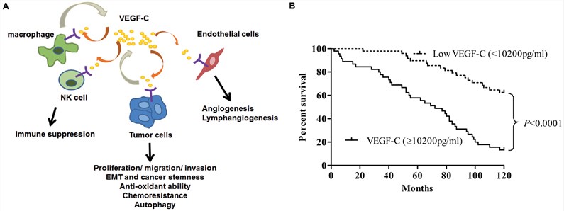 (A) Multiple functions of VEGF-C in tumor progression. (B) Kaplan-Meier survival curves. Percent survival rate was stratified by VEGF-C level.
