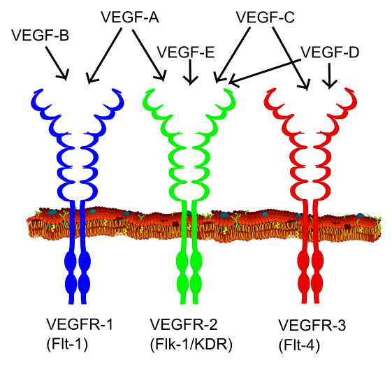 Structure of VEGF and the VEGF receptors. (From Wikipedia: By Mikael Häggström (User:Mikael Häggström) - [1] Interactions of VEGF ligands and VEGF receptors ResearchVEGF.com, retrieved on November, 13, 2009, https://commons.wikimedia.org/wiki/File:VEGF_receptors.svg)