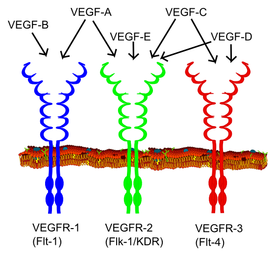 Types of VEGF and their VEGF receptors.