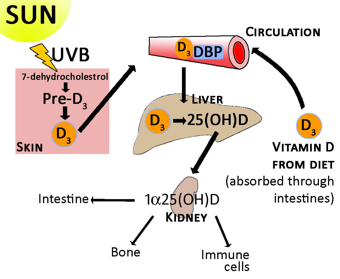 Vitamin D metabolism.