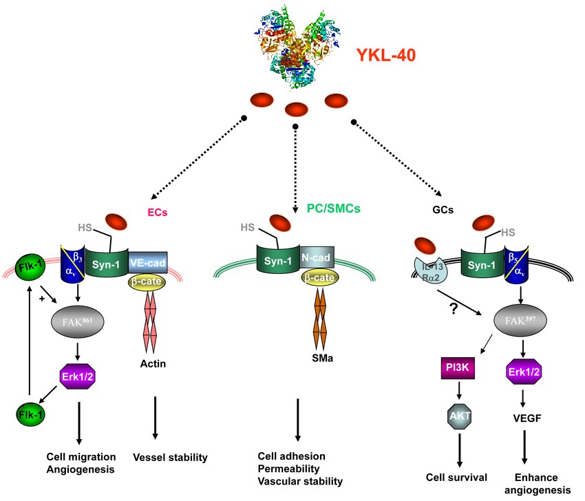 YKL-40 induces multiple signaling pathways in endothelial cells (ECs), pericytes/smooth muscle cells (PC/SMCs), and glioblastoma cells (GCs).