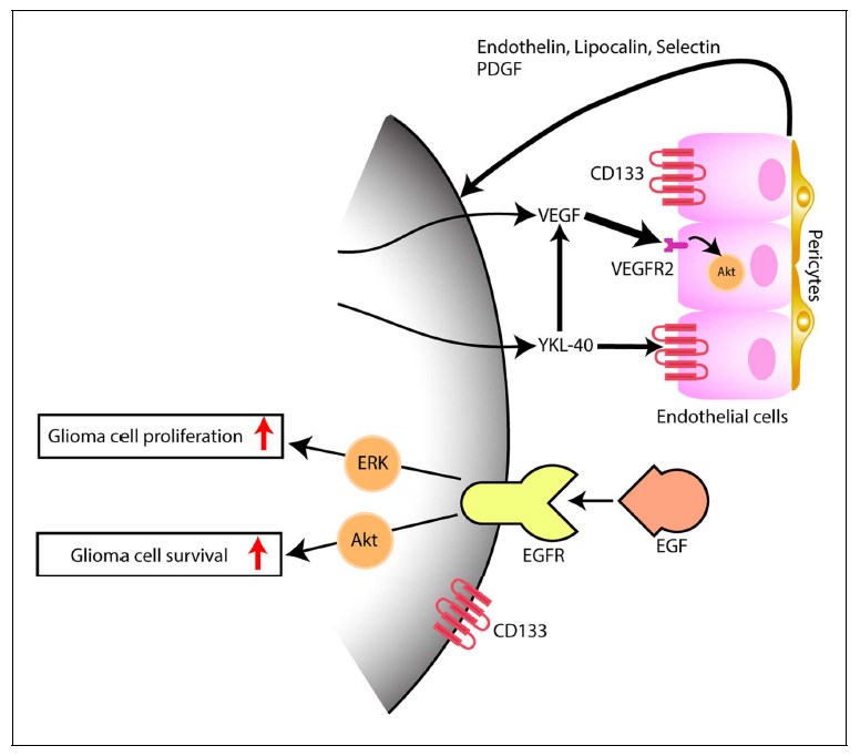 Model depicting the interaction of tumor cells within the microenvironment, predominantly with endothelial cells.