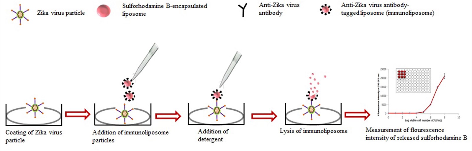 Strategy for developing liposome immunoassay-based fluorescence immunoassay for the detection of ZIKV. 