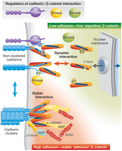 Cell‐adhesion‐dependent β‐catenin signaling.