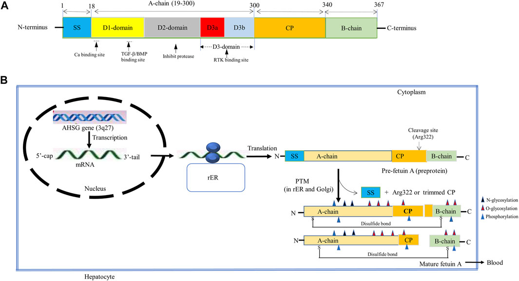 Schematic representation of fetuin-A structure and biosynthesis.