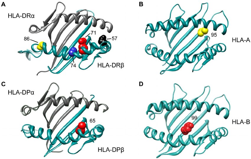 3D ribbon models for HLA DR, HLA A, HLA DP and HLA B.