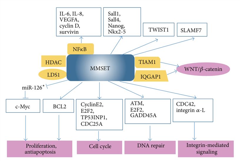 A summary of proteins interacting with MMSET and downstream targets.