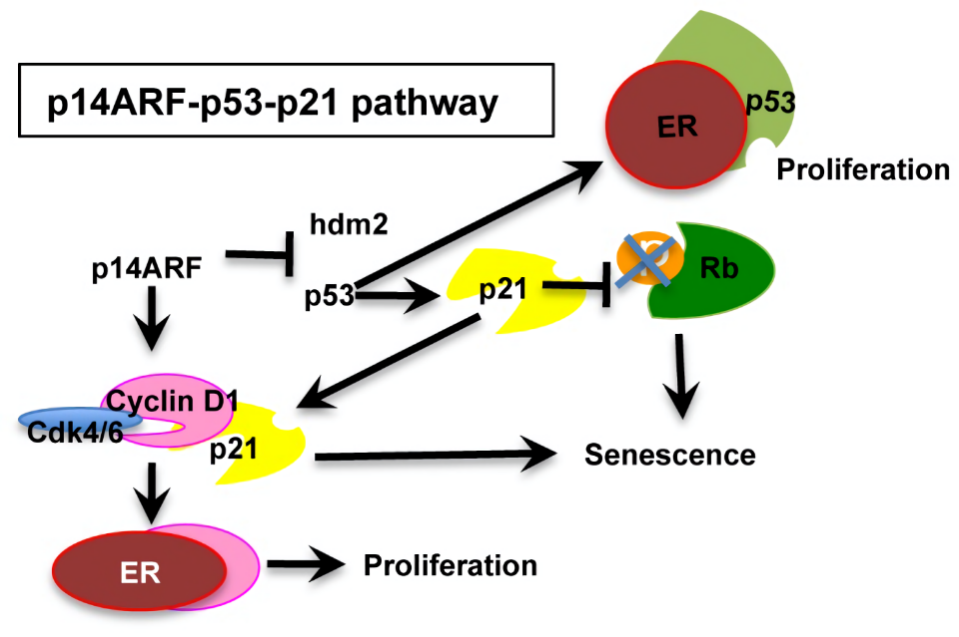 Fig.1 The P14ARF-MDM2-p53 pathway. (McGowan, et al., 2012)