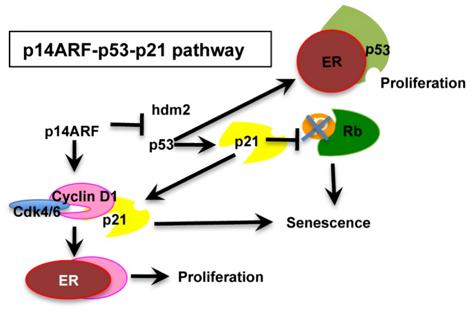 Flow diagram of the P14ARF-MDM2-p53 pathway.