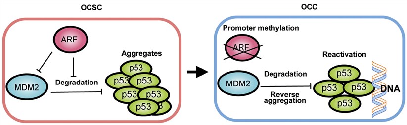 Schematic model of p53 regulation in OCSCs (left) and OCCs (right).