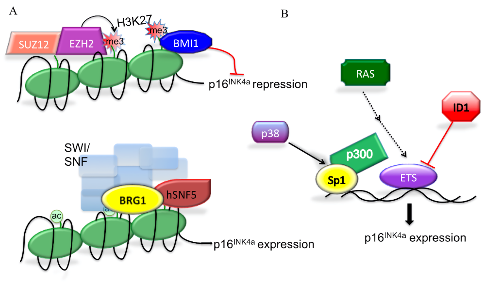 Schematic presentation of p16INK4a regulation.