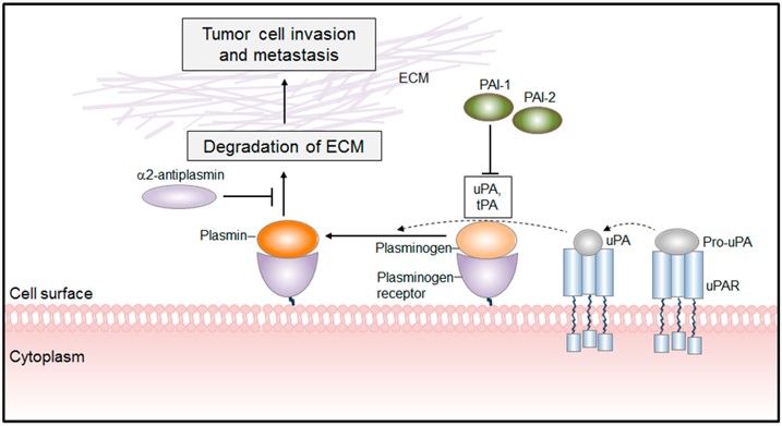 The mechanism of PLA-mediated tumor cell invasion and metastasis formation.