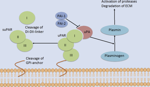 Overview of the urokinase-type plasminogen (uPA)/uPAR system