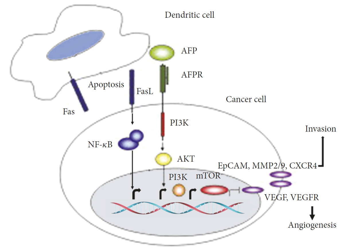 Mechanisms of AFP promoting the growth of cancer cells. (Wang and Wang, 2018)