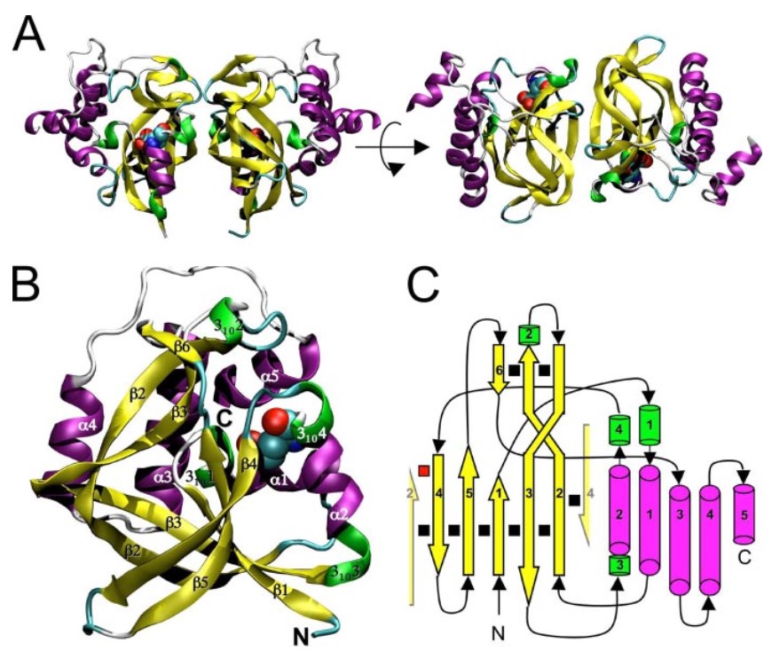 The structure and topology of gamma-glutamylcyclotransferase 1.