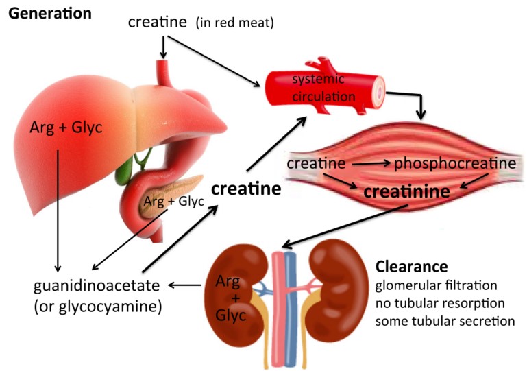 Fig.2 Dynamics of creatinine production and clearance. (Ostermann, et al., 2016)