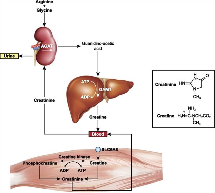 Creatinine’s production and clearance