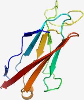 Structure of the IGFBP-7 protein.