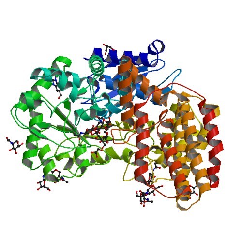The structure of N-acetyl-β-(D)-glucosaminidase.