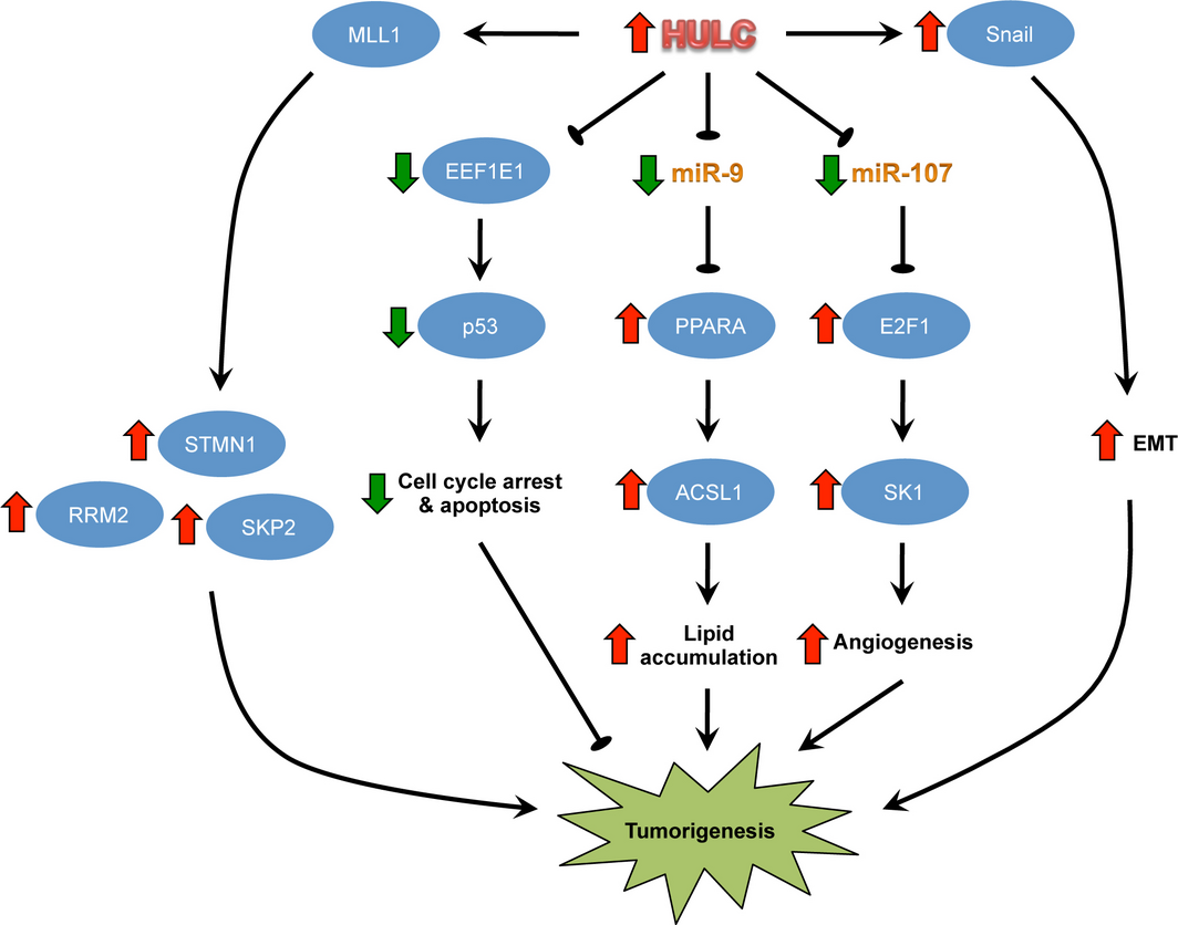 Downstream oncogenic pathways activated by HULC. 