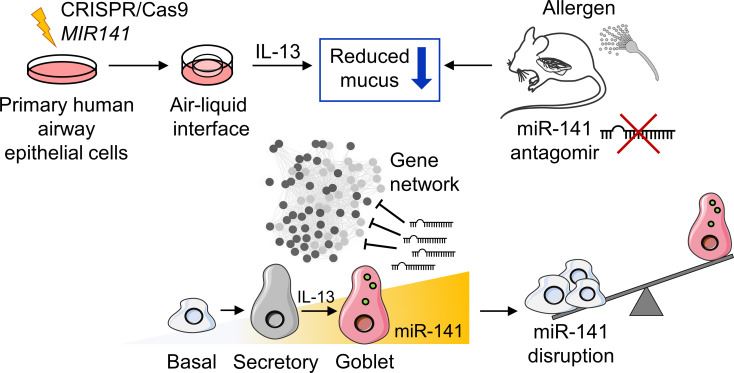 Fig.1 The process of epithelial miR-141 regulaed IL-13–induced airway mucus production.