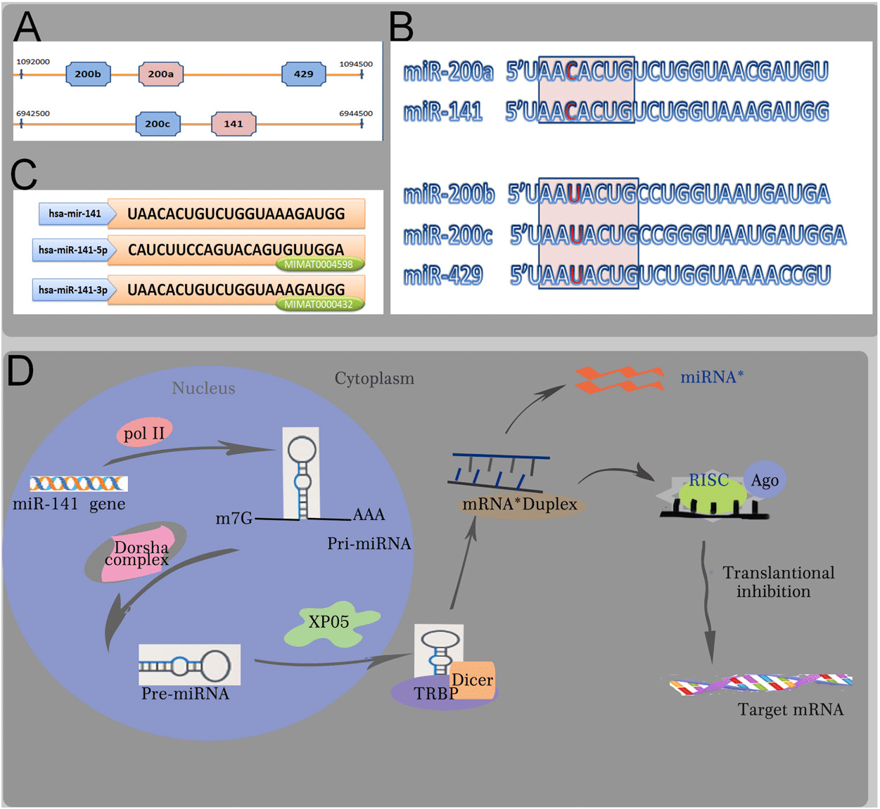 The miR-141 gene locus in human genome and the processing procedure of a mature miRNA. 