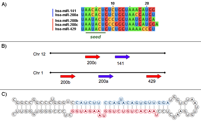A) Sequence of the five members of miR-200 family. B) Schematic representation of the genomic localization of the two clusters containing the miR-200 family members. C) Schematic representation of the secondary structure of the pre-miR-141 hairpin.