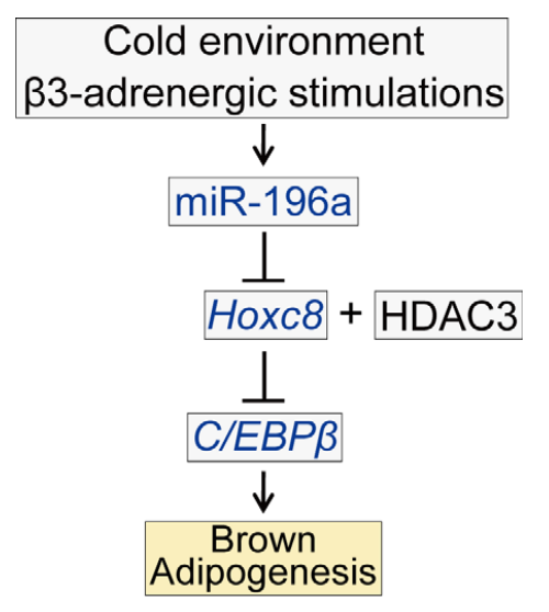 A schematic of miR-196a-regulated brown adipogenesis of WAT-progenitor cells.