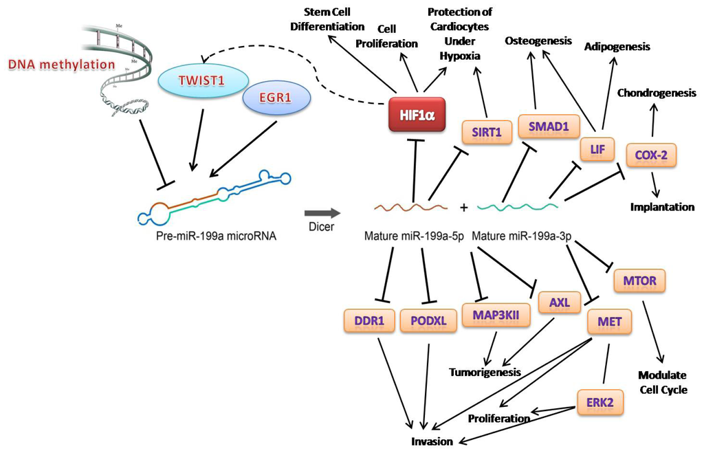 Summary of key factors relating to miR-199a and its functions on different targets. 
