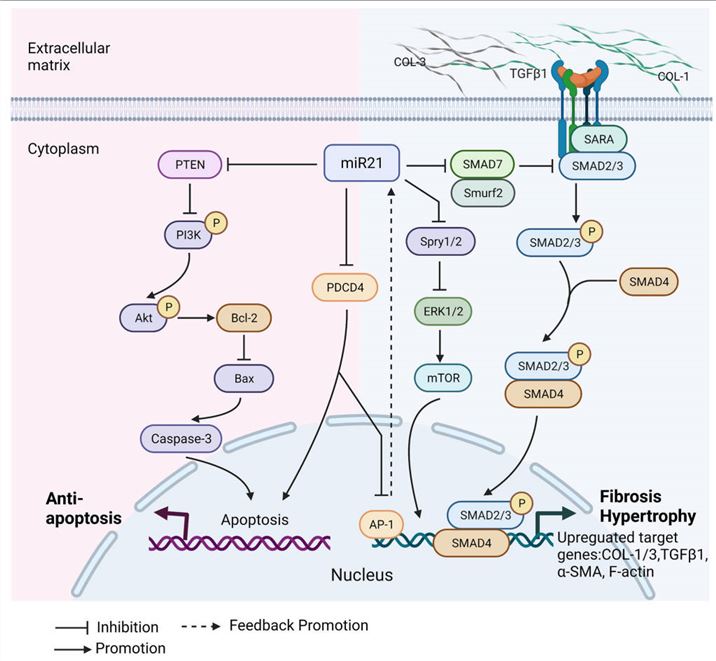 Fig.1 Regulatory network of miR-21 involvement in cardiomyopathies.