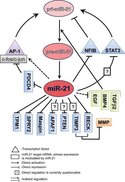 Model of miR-21 network and feedback regulation.