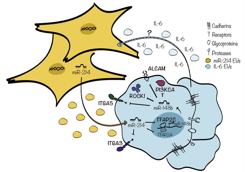 Fig.1 The regulation of miR-214 in tumor-stroma cell interactions.