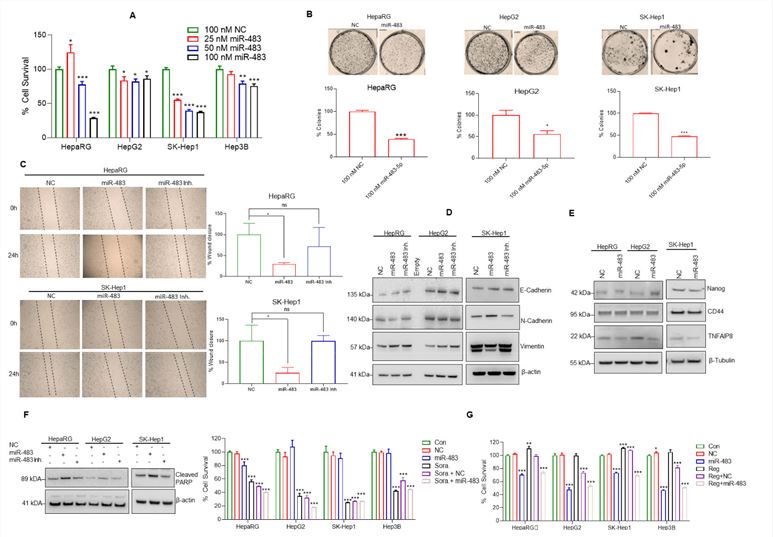 Research data demonstrating that miR-483 inhibits HCC hallmarks.