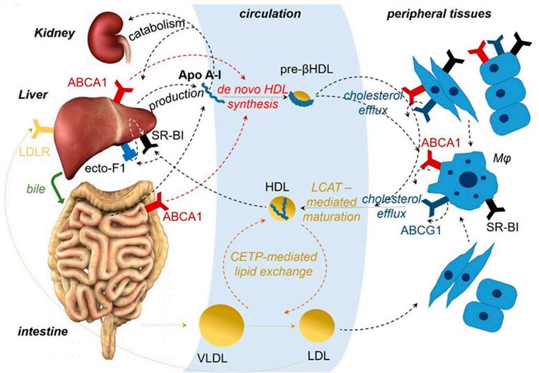 A model summarizing ApoA-I in relation to high-density lipoprotein (HDL) biogenesis and reverse cholesterol transport (RCT).