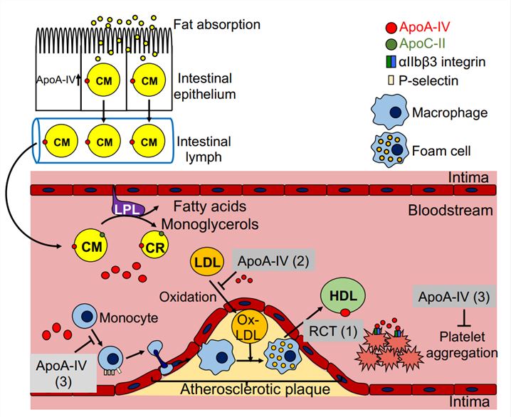 The metabolism of apoA-IV-containing lipoproteins and possible anti-atherogenic mechanisms related to apoA-IV.
