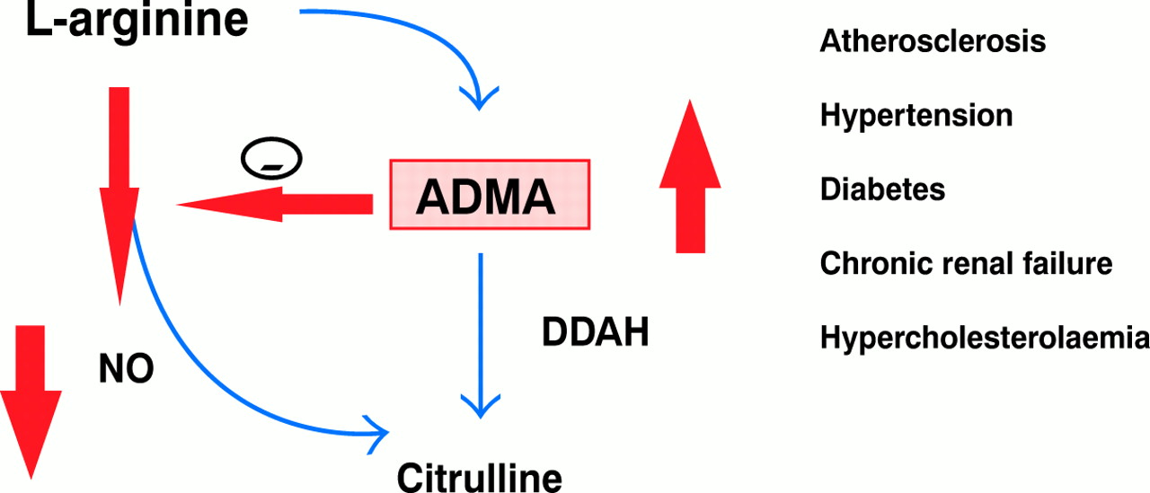 Asymmetric dimethylarginine (ADMA) is synthesized from L-arginine by protein methylase I and subsequently metabolized by DDAH yielding citrulline.