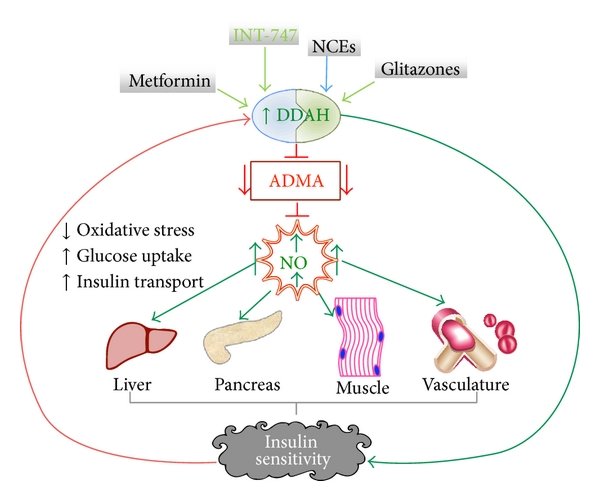 Fig.2 ADMA-DDAH-NOS pathway. (Lai & Ghebremariam, 2016)