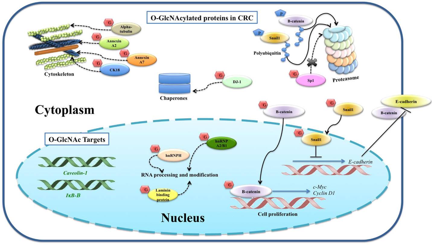 O-GlcNAcylated proteins and their targets identified in colorectal cancer, including CK18.